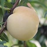 pfirsichbaum bonsai topf zwergobstbäume blumengarten bonsaibaum grünpflanzen zimmerpflanzen...