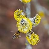 Weidenkätzchen-Pflanzensamen, outdoor garten schnell wachsende sträucher pflanzensamen exotisch...