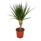 Exotenherz - Drachenbaum - Dracaena marginata - 1 Pflanze - pflegeleichte Zimmerpflanze - Palme