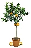 Meine Orangerie Orangenbaum Grande - echte Orange - Zitruspflanze - 110 - 140 cm - Citrus sinensis -...