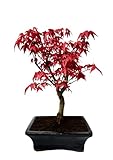 Bonsai DE - Bonsai baum Japanischer Fächerahorn - Acer (Ahorn) Deshojo bonsai bäume/Japanische...