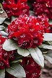 Rhododendron Hybr.'Cherry Kiss' -R- C 5 30-40 Rhododendron 'Cherry Kiss'®,winterhart, deutsche...