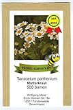 Mutterkraut - Tanacetum parthenium - Bienenweide - Falsche Kamille - Fieberkraut - Arznei- +...