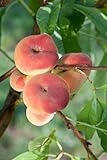 Pfirsichbaum 'Tito' - Prunus persica, 150-200cm, Winterhart & Ertragreich, im 7,5L Topf, Saftige...