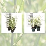 Jumbogras®, Ziergras Miscanthus sinensis Strictus, Sichtschutz, Gräserhecke, Solitär im Garten,...