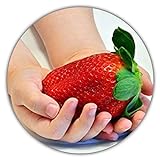 Riesenerdbeeren - Fragaria Ananassa - Erdbeersamen - 50 Samen - Größte Erdbeere Der Welt -...