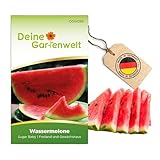 Wassermelonen Sugar Baby Samen - Citrullus lanatus - Wassermelonensamen - Obstsamen - Saatgut für...