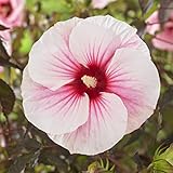 XXL Riesenhibiskus ‘Carousel Pink Candy’ – Hibiscus moscheutos | Winterharter Staudenhibiskus...