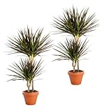 Pflanze Plus | 2er-Set Drachenbaum | Ø 50 cm | ø 12-15cm Topf | Pflegeleichte Zimmerpflanzen für...