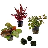 Sahawa Aquarienpflanzen-Set, 3-6 Topfpflanzen, Anubias, Farn, Stengelpflanzen, Mooskugeln, 5 cm...