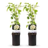 GreenboutiQ - Kletterrose - Rosa White Climber - Blüte Weiß - Wenig Pflege - 2 Pflanzen - Topf...