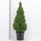 Picea glauca ‘Conica’ ca. 50 cm – Zuckerhutfichte (Zwerg­konifere) – kompakt, winterhart &...