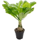 Hawaiipalme - echte Zimmerpflanze, Brighamia - Höhe ca. 40 cm, Topf-Ø 12 cm