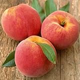 Pfirsichbaum Suncrest Obstbaum 80-140 cm, Aromatische Süße Früchte, Winterharter, Wurzelnackte...