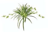 Künstliche Zimmerpflanze Grünlilie Chlorophytum Comosum Wasserlilie Spinnenpflanze Spinnenlilie...