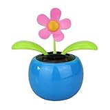 Solar-Wackelblume Flora