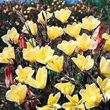 Nachtkerze ''Apricot Delight'' - Oenothera winterhart