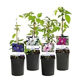 GreenboutiQ - Kletterpflanze - Clematis Rainbow - Blüte Rosa Weiß Lila Rot - Wenig Pflege - 4...
