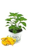 Zitronen-Chili Pflanze, Capsicum baccatum ‘Lemon Drop‘