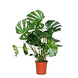 Bloomique - Monstera Deliciosa - Fensterblatt - Zimmerpflanzen - Pflegeleicht - Luftreinigend -...
