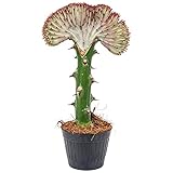 Euphorbia lactea 'Cristata' | Kaktus - Pro Stück - Zimmerpflanze - Mehrjährig - ⌀11 cm - 25-30...