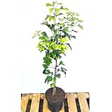 Ginkgo biloba Ginkgobaum Baum Pflanze Fächerblattbaum 60-90 cm 4 Jahre