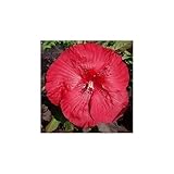 XXL Hibiscus Carousel Geant Red – Riesenhibiskus Staudenhibiskus mit Riesigen Roten Blüten,...