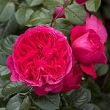 Kletterrose 'Deep Love'®, rot-violett, Topf 5 Liter