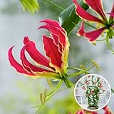 Plant in a Box - Gloriosa Rothschildiana - 3er Set - Blumenzwiebeln - Kletterpflanze mit Feuerroten...