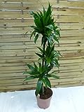 [Palmenlager] - XL Dracaena Janet Craig 3er Tuff 150 cm - Drachenbaum - // Zimmerpflanze