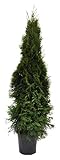 Thuja occidentalis Smaragd 120cm Lebensbaum im Topf gewachsen