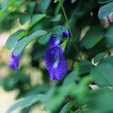 schmetterlingserbse schnittblumen, hängepflanze schmetterlingserbsesamen bio blumenbeet,...