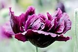 Mohn, Schlafmohn 'Black Paeony' Dunkler Mohn 50 Samen - Papaver somniferum (Poppy Black Peony)