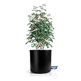 BigDean Blumentopf mit Einsatz rund ø 40 cm Schwarz – wetterfester Übertopf aus bruchsicherem...