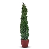 Tropictrees | Zypresse winterhart | Italienische Zypresse mit Einer Höhe von 160 cm | Outdoor...