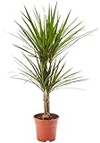 AIRY Drachenbaum (Dracaena marginata) • Luftreinigende Pflanze • Topf-Ø ca. 17cm, Höhe mit...