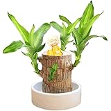 GUSHE Mini Brazil Lucky Wood, Brazilian Wood Plant, Mini-Brasilien-Glücksholz, Magisch sprießendes...