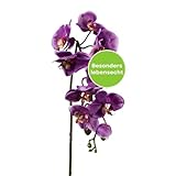 CREATIV green stilvolle Phalaenopsis Kunstorchidee 86cm in lila I künstliche Orchideen wie echt mit...