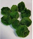 Generisch Zierfischtreff.de 10 Mooskugeln 2-3 cm Cladophora Aegagrophila Dunkelgrün TOP - Pflanze...