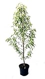 Pfirsichbaum Sandwich Pfirsich Plattpfirsich Tellerpfirsich kräftiger Buschbaum 110-140 cm 10 L...