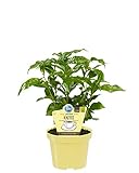 Bio Echter Kaffee Pflanze, (Coffea arabica), Kräuter Pflanzen aus nachhaltigem Anbau (1 Pflanze, je...