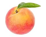 Prunus Persica 100-120 cm – Zwergpfirsich - Hochwertiger Pfirsichbaum für Garten und Terrasse –...