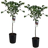 Plant in a Box - Citrus Limon - XL Zitronenbaum - Kübelpflanze - Terrassenpflanze - duftend - Topf...