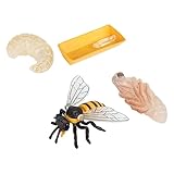 minkissy Simulation Bienen Lebenszyklus Modell Teilig Lernspielzeug Pädagogisch Sicher Kunststoff...