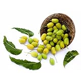 neem baum samen - Azadirachta indica - Niembaum - baumsamen - Seltene Pflanzen serie - plant...