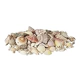 Relaxdays Muschel Deko im Set, Mix mit großen Meeresschnecken, Jakobsmuscheln, Stranddeko zum...