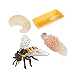 Beaupretty Bee Growth Cycle Modell Teiliges Realistische Bienen Entwicklungsstadien Figuren...