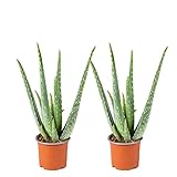 Bloomique - 2er Set - Aloe Vera Pflanze - Zimmerpflanzen - Sukkulenten - Sehr Pflegeleicht - Höhe...