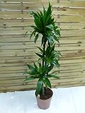 [Palmenlager] - XL Dracaena Janet Craig 3er Tuff 150 cm - Drachenbaum - // Zimmerpflanze