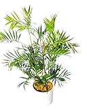 künstliche Palme groß Bergpalme 80 cm Kunstpalme Kunstbaum Kunstblumen Kunstpflanzen im Topf...